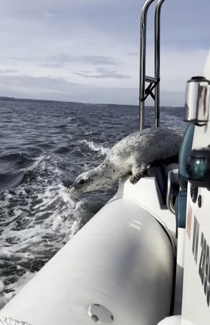 Le phoque se réfugie sur le bateau