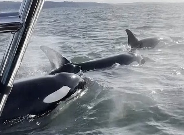 Les orques autour du bateau