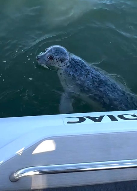 Le phoque en sécurité