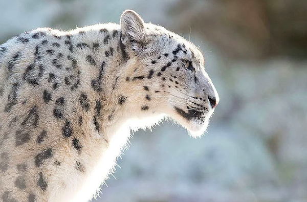 Léopard des neiges dans son habitat
