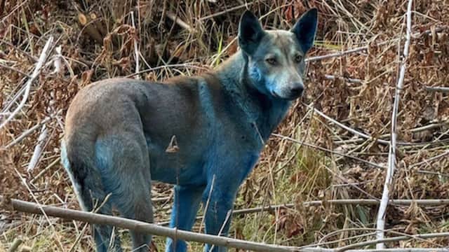 Chiens bleus de Tchernobyl